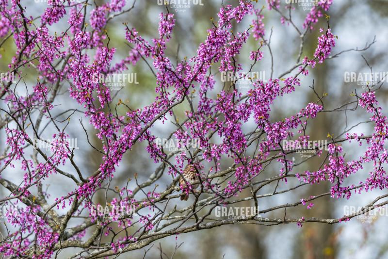 Spring Red Buds And Sparrow