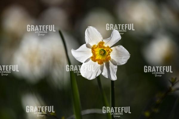 White Daffodil in the Woods