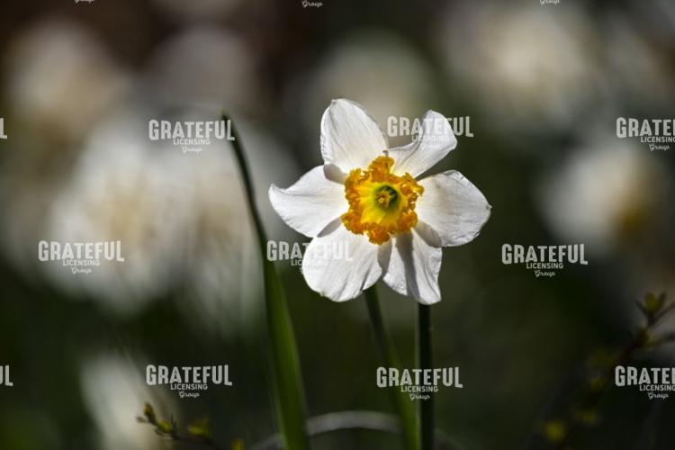 White Daffodil in the Woods