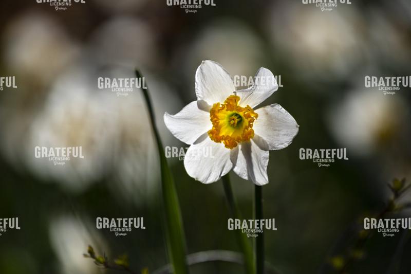 White Daffodil in the Woods