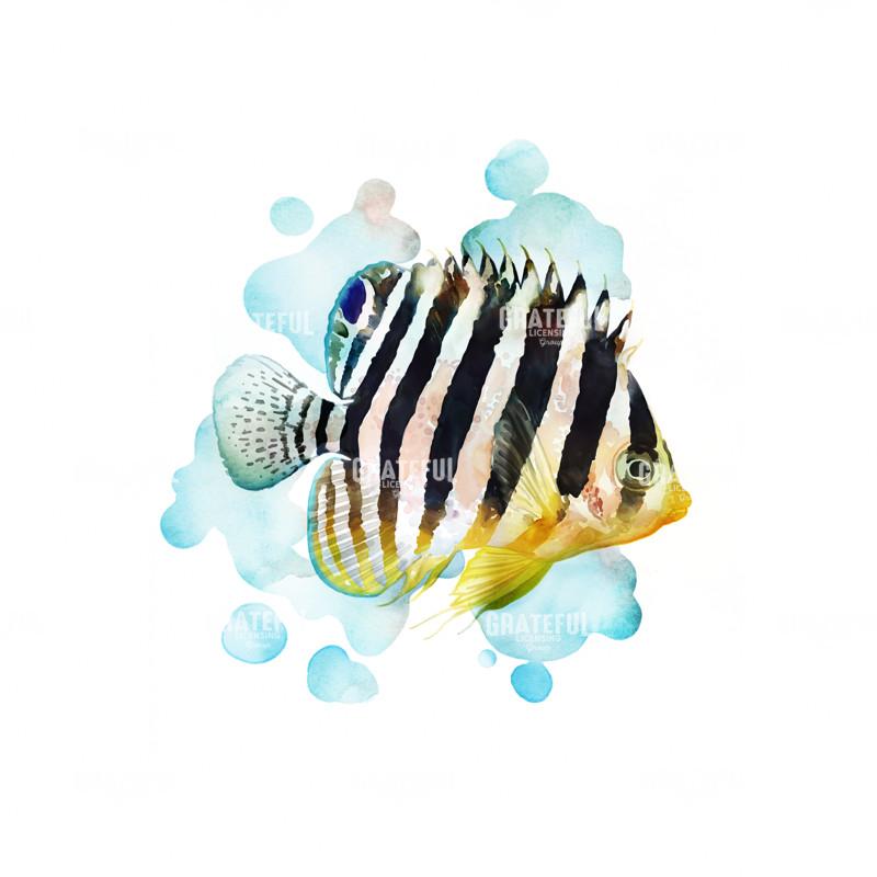 Zebra Fish