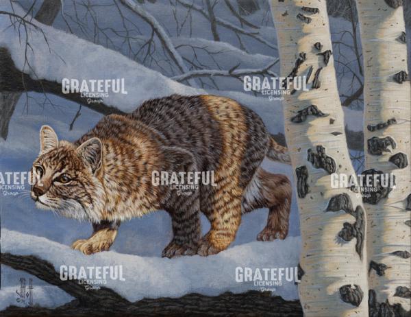 Snowy Forest Bobcat