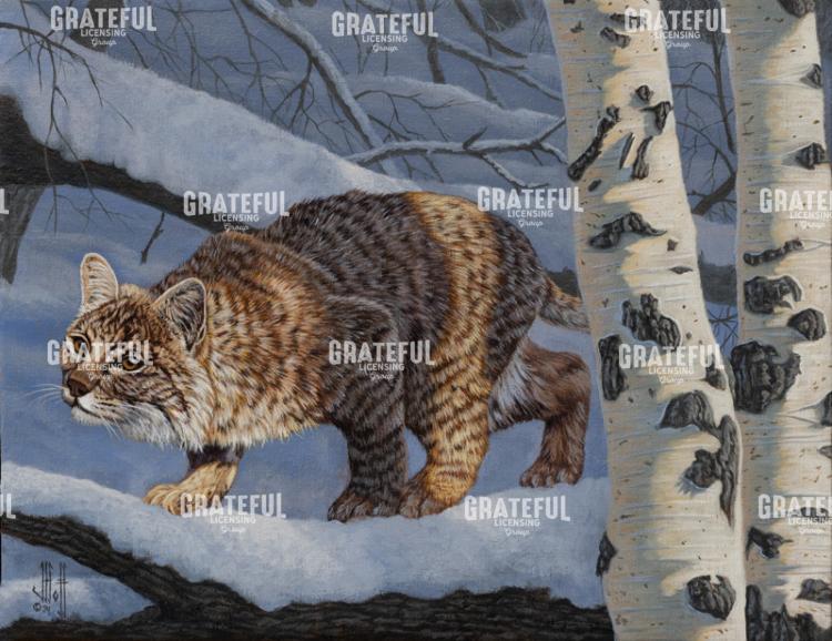Snowy Forest Bobcat