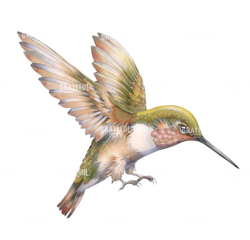 Hummingbird Cut Out