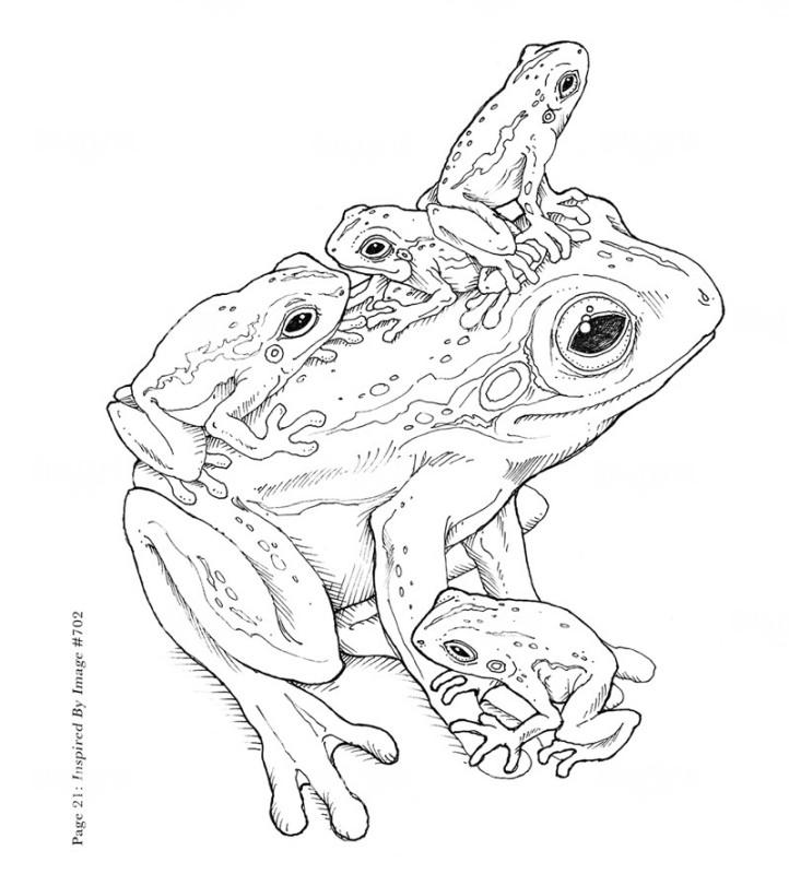 Frogs Be With You Sketch