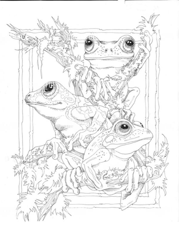Frog Wild Sketch