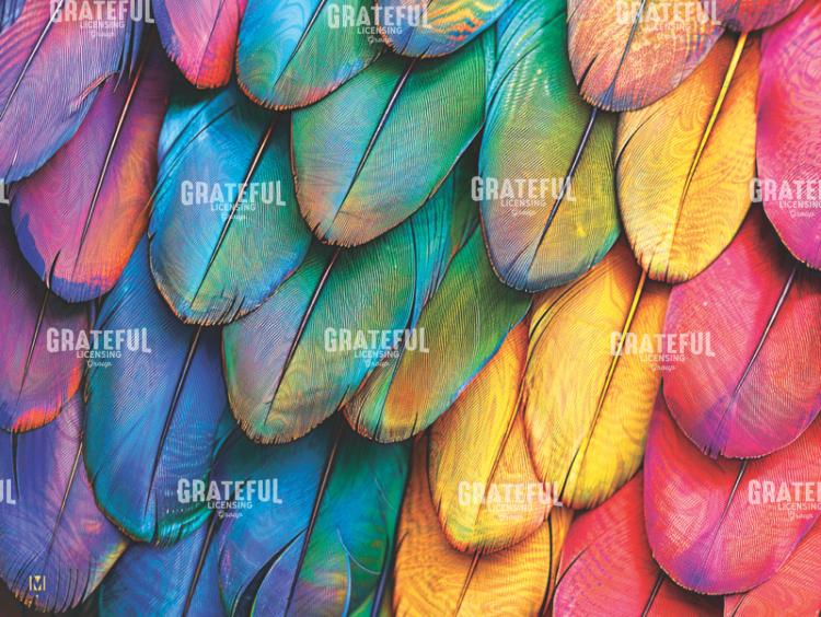 Feather Rainbow 3