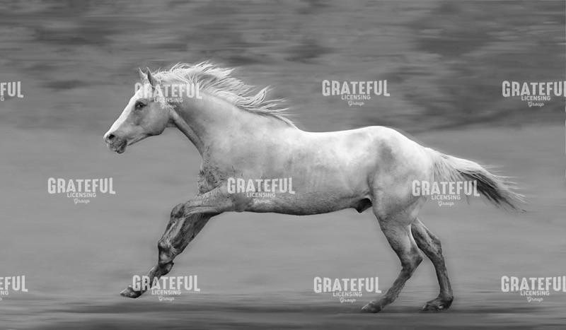 Galloping Palomino