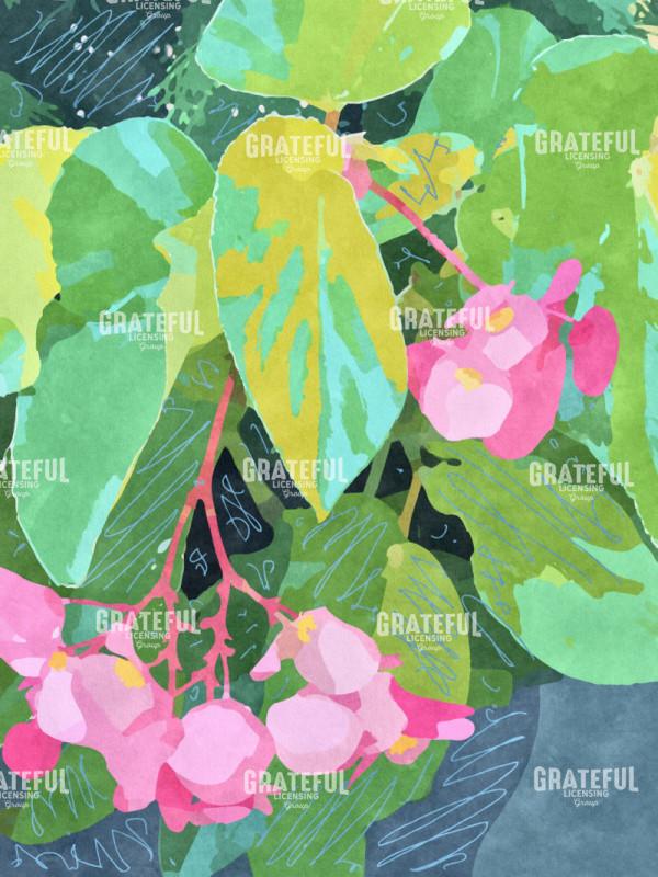 Bright Begonia