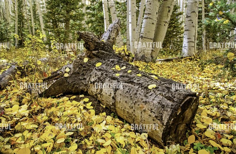 Fall in the Aspens