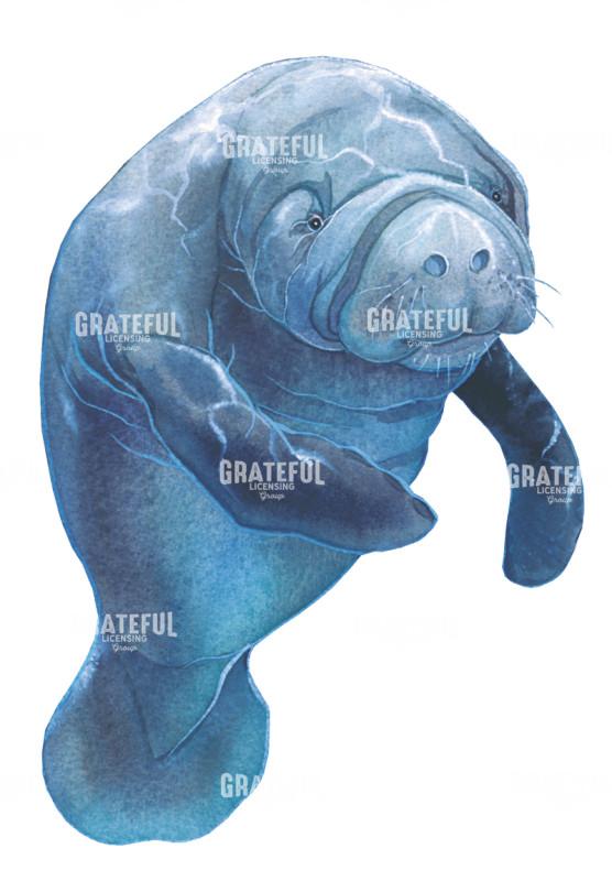 Baby Manatee