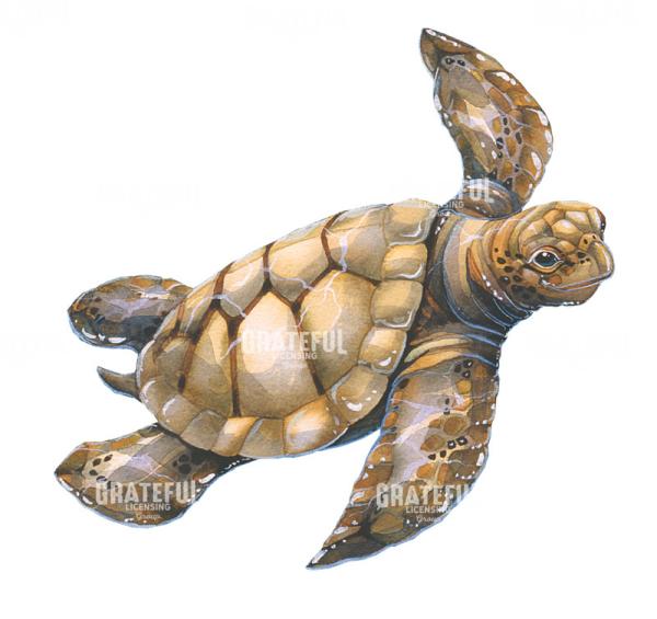 Sea Turtle