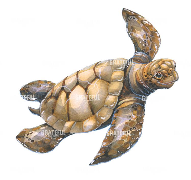 Sea Turtle
