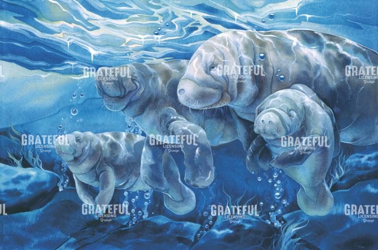 Manatees Forever
