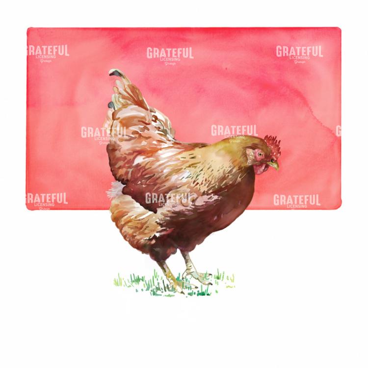 Rhode Island Red B