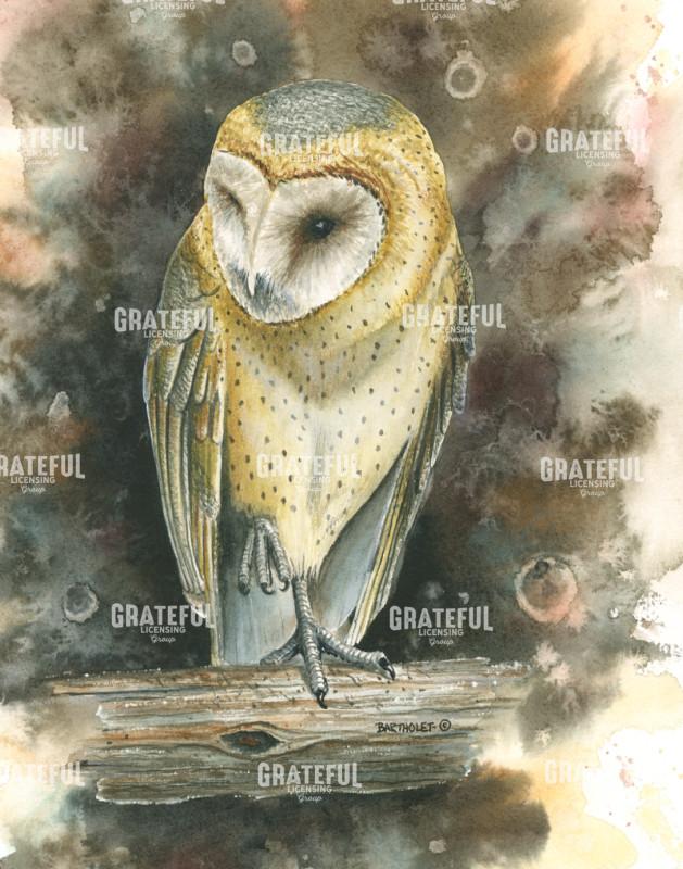 Barn Owl