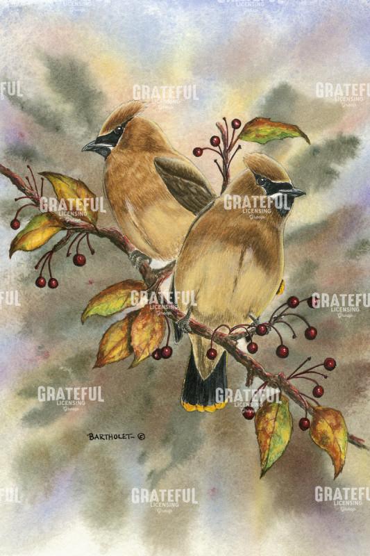 Cedar Waxwings