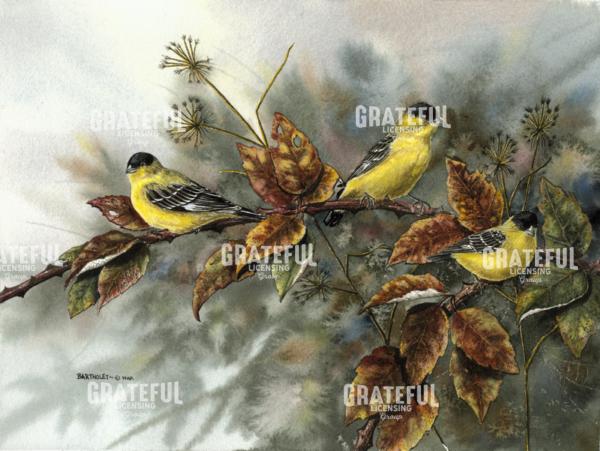 Gold Finches