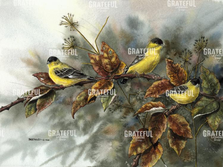 Gold Finches