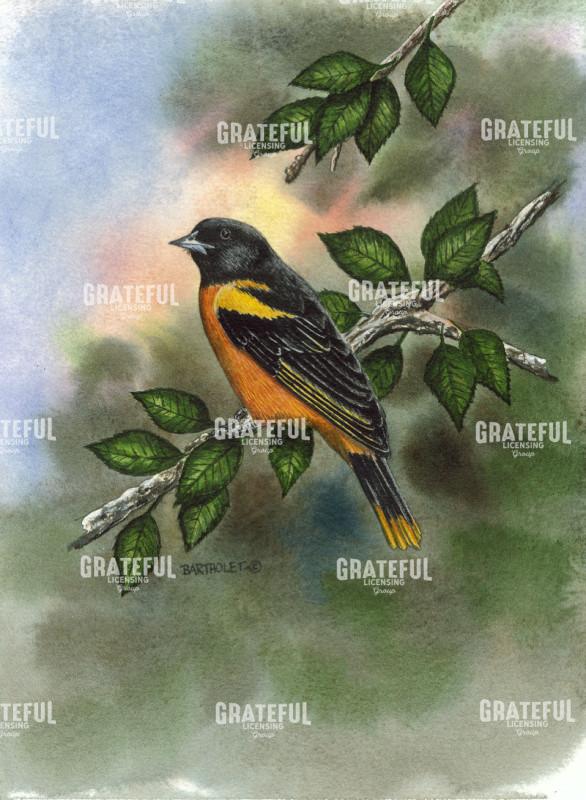 Oriole