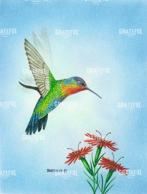 Fiery Throated Hummingbird