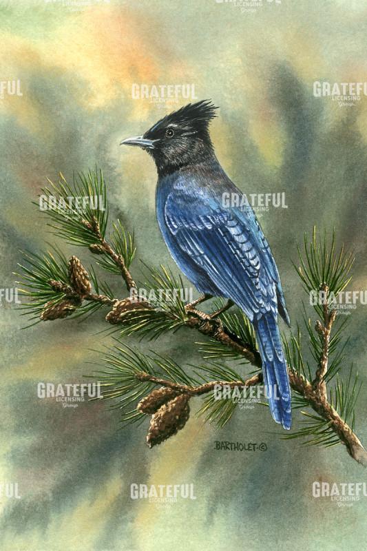 Stellar Jay