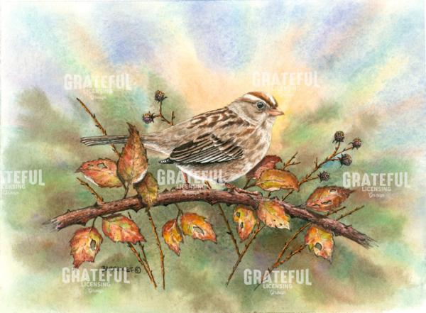 White Crowned Sparrow