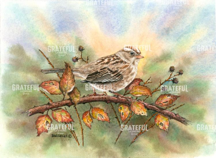 White Crowned Sparrow