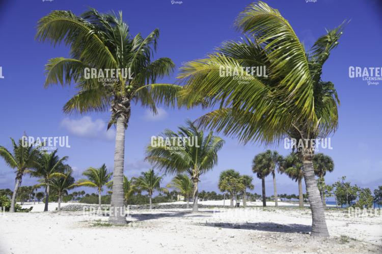 Beach Winds