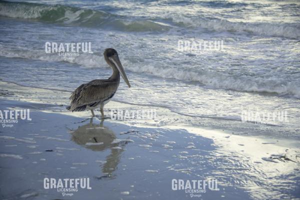 Pelican Reflection