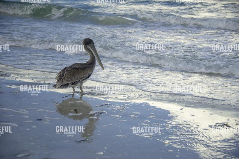 Pelican Reflection