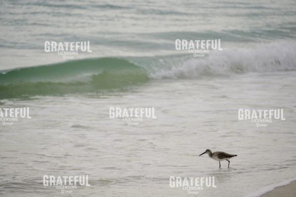Beach Poetry