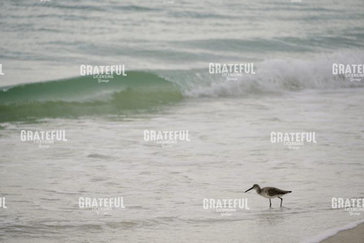 Beach Poetry