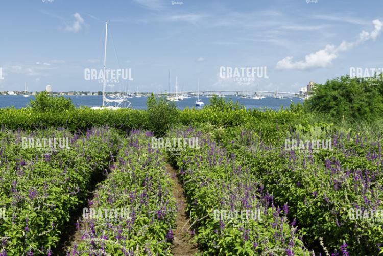 Lush Lavender