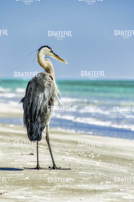 Avian Perspective
