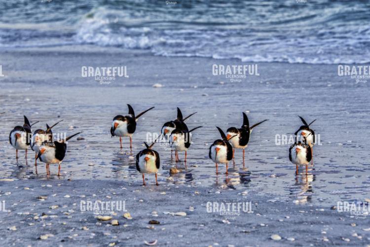 Black Skimmers Line Up