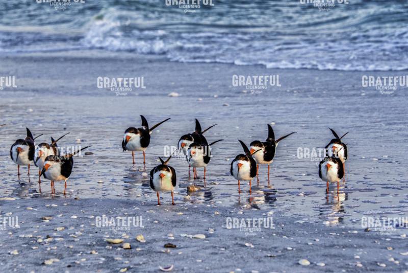 Black Skimmers Line Up