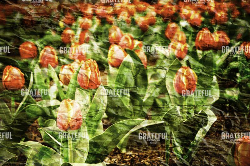 For the Love of Tulips