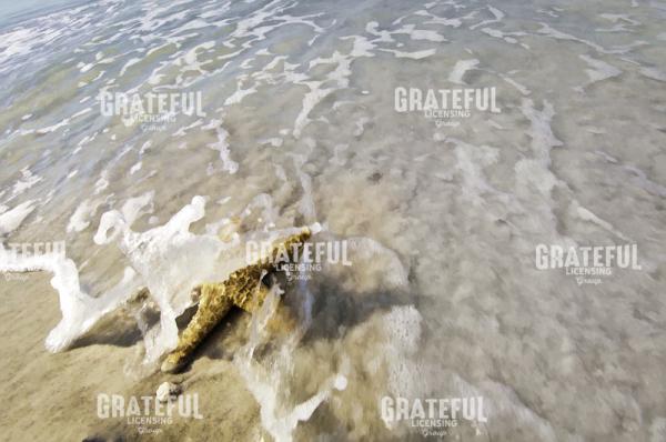 Starfish and Wave