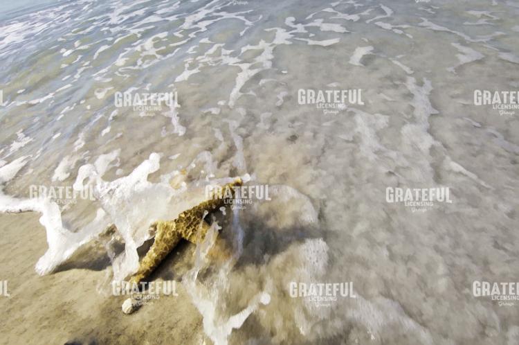 Starfish and Wave