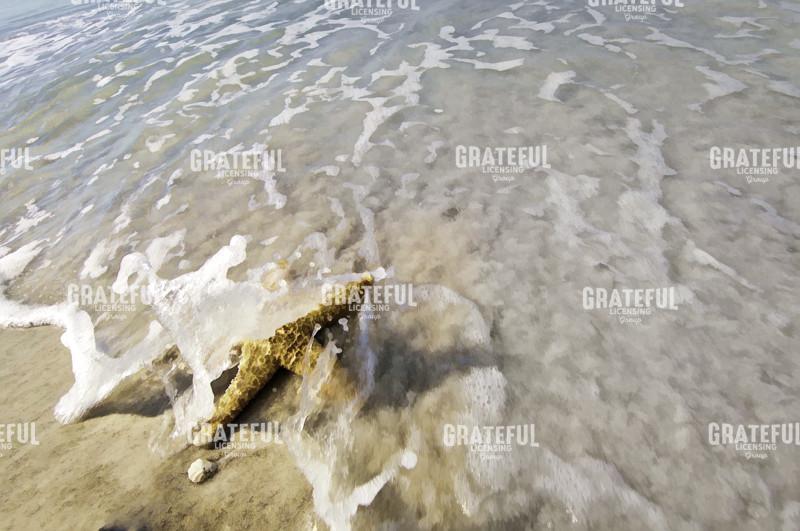 Starfish and Wave