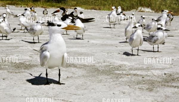 Vibrant Coastal Harmony