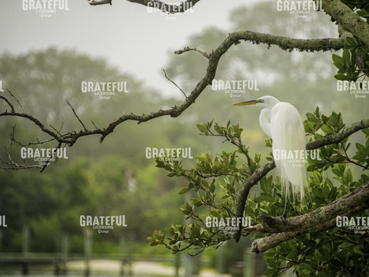 Great Egret Resting horiz.PSD