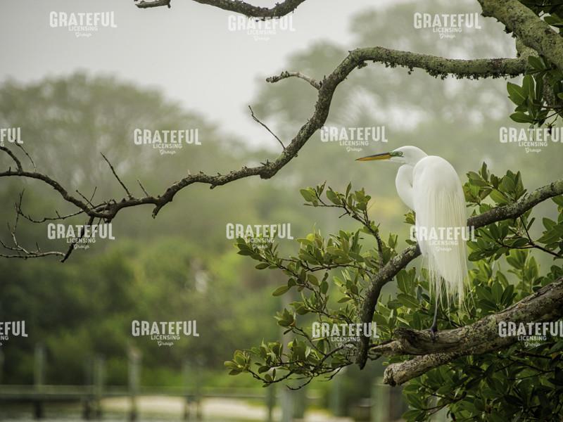 Great Egret Resting horiz.PSD