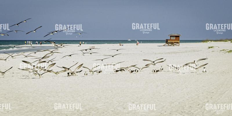 Skimmers and Friends