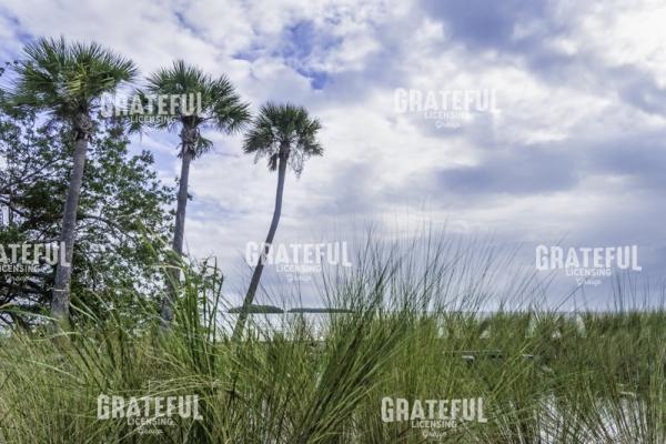 Sea Oats to Palms