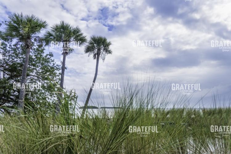 Sea Oats to Palms