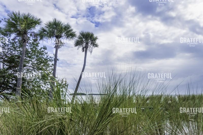 Sea Oats to Palms
