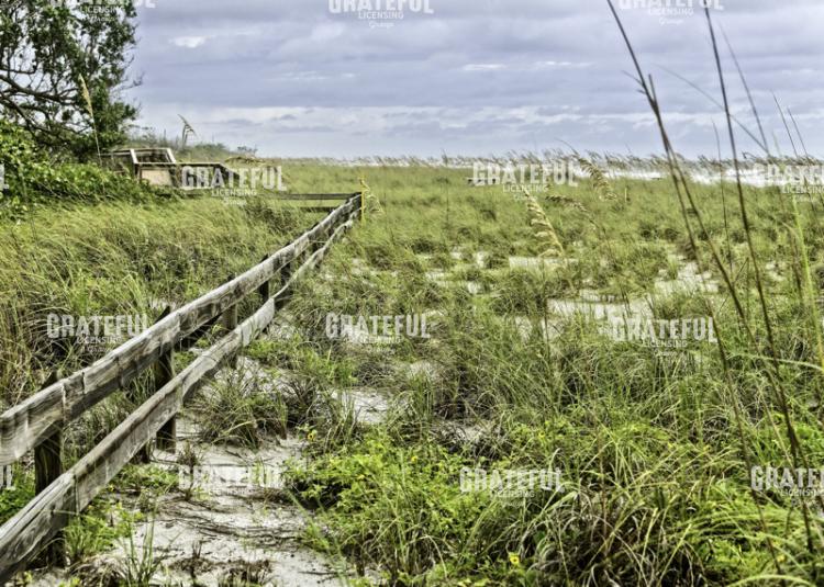 Wild Sea Oats