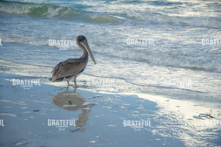 Pelican Reflection